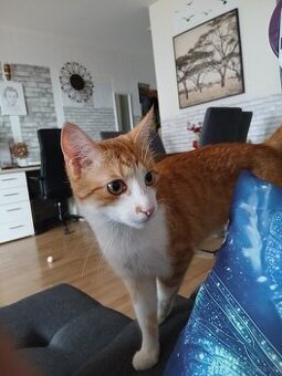 Kater