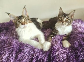 Maine Coon Kitten