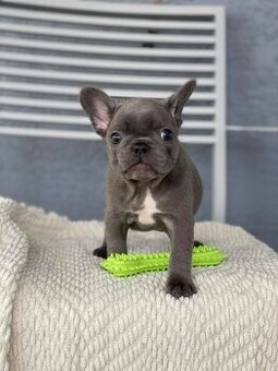 Französische Bulldoggenwelpen zu verkaufen