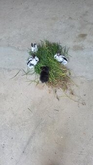 Kanninchen zu haben