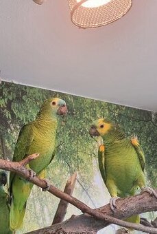 Blaustirnamazonen Pärchen