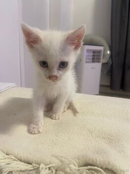 Baby katze - 1