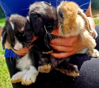 Mini Lop Buben