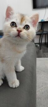 BKH Katze (Kitten)