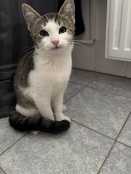 Baby Katze