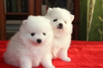 Pomeranian Welpen (männlich und weiblich