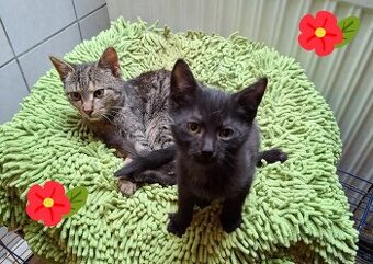 Süße Babykätzchen, nur gemeinsam