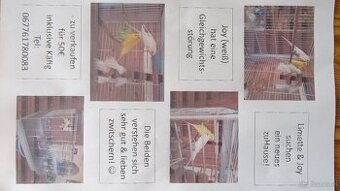 2 Wellensittiche mit Käfig zu verkaufen