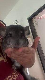 Chinchilla Mädchen zu vergeben - 1