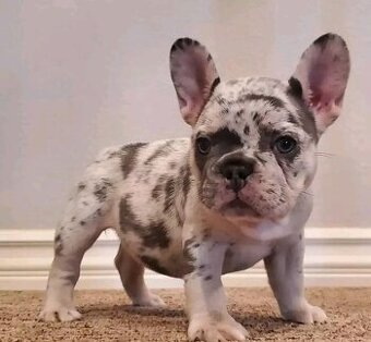 Französische Bulldoggenwelpen (männlich und weiblich)