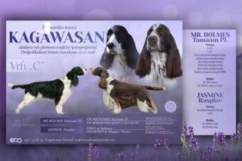 Englische Springer Spaniel Welpen mit PP FCI