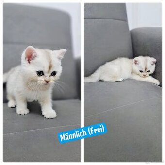BKH Baby Katzen (Mama mit Stammbaum)