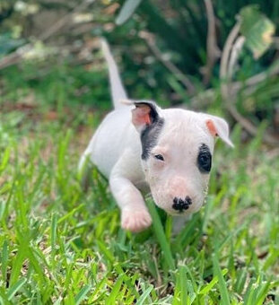 Miniatur Bullterrier Hündin mit Papieren