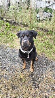Rottweiler Mix dringend abzugeben