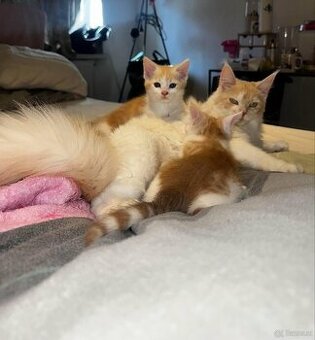 maine coon babys mix