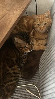 Bengalkater 2.5 Jahre alt Notfall