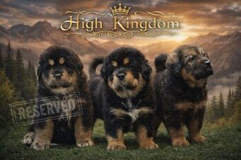 Tibetian Mastiff , Do khyi, Tibet doggen FCI