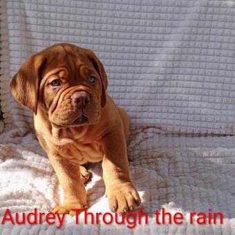 Dogue de Bordeaux, French Mastiff