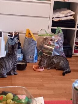 Katzen Baby