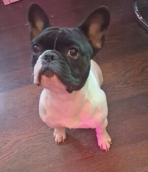 Französische Bulldogge ella