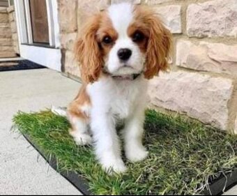Calvary King Charles Welpen suchen ein Zuhause.