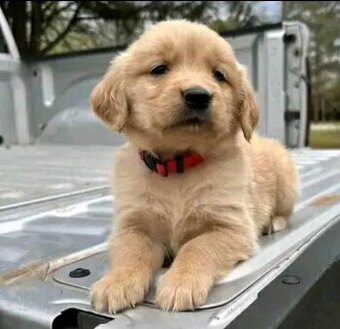 Golden-Retriever-Welpen suchen ein Zuhause.