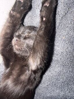 Baby Katze Angel