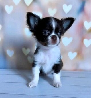 Chihuahua-Welpen suchen ein Zuhause.