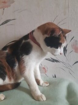 KATZEN FREUNDE AUFGEPASST