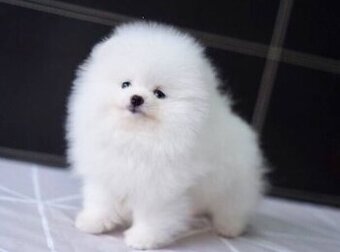 Pomeranian-Welpen zur Adoption