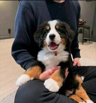 Berner Sennenhund Welpen suchen ein Zuhause.