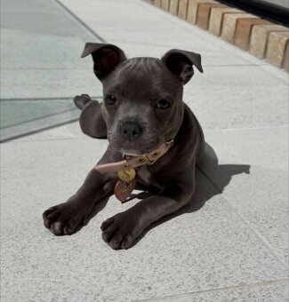 Staffordshire Bullterrier-Welpen