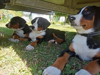 Appenzeller Sennenhund - FCI-Welpen