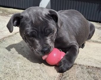 Staffy puppies for sale