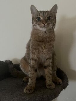 Katze u/o Kater in gute Hände abzugeben