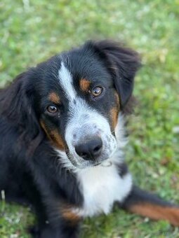 Mini Australien Shepherd zu verkaufen