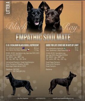 Australian Kelpie w Pedigree