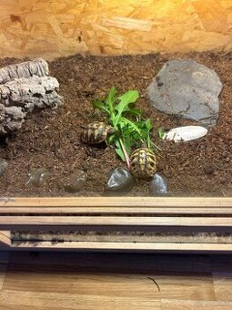 2 Grichische Landschildkröten mit Terrarium