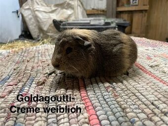 Meerschweinchen