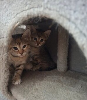 Kitten