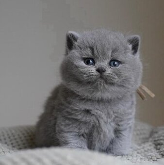Britisch-Blaue Kätzchen suchen ein neues Zuhause.