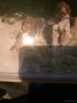 SUCHE DEUTSCH DRAHTHAAR RÜDE