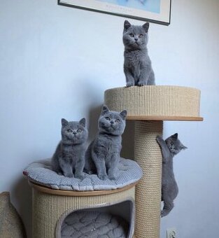 Süße Britisch-Blaue Kätzchen abzugeben.