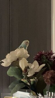 Wellensittiche + käfig