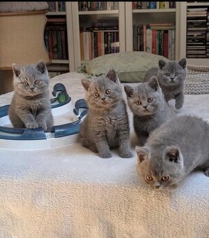 Fünf Britisch Kurzhaar-Kätzchen suchen ein neues Zuhause.
