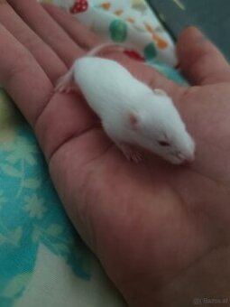 Maus babys