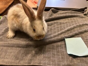 Kannichen zu vergeben