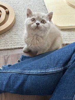 BKH Kitten