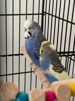 Wellensittich Paar 60€