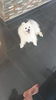 Zwerg spitz pomerenien